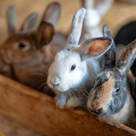 Ruhbauernhof Apartmán Kirchzarten