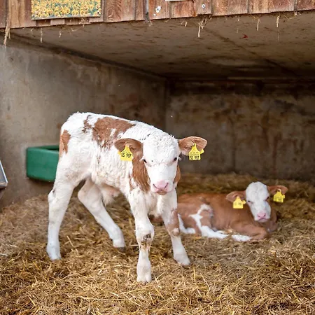 Ruhbauernhof Apartmán